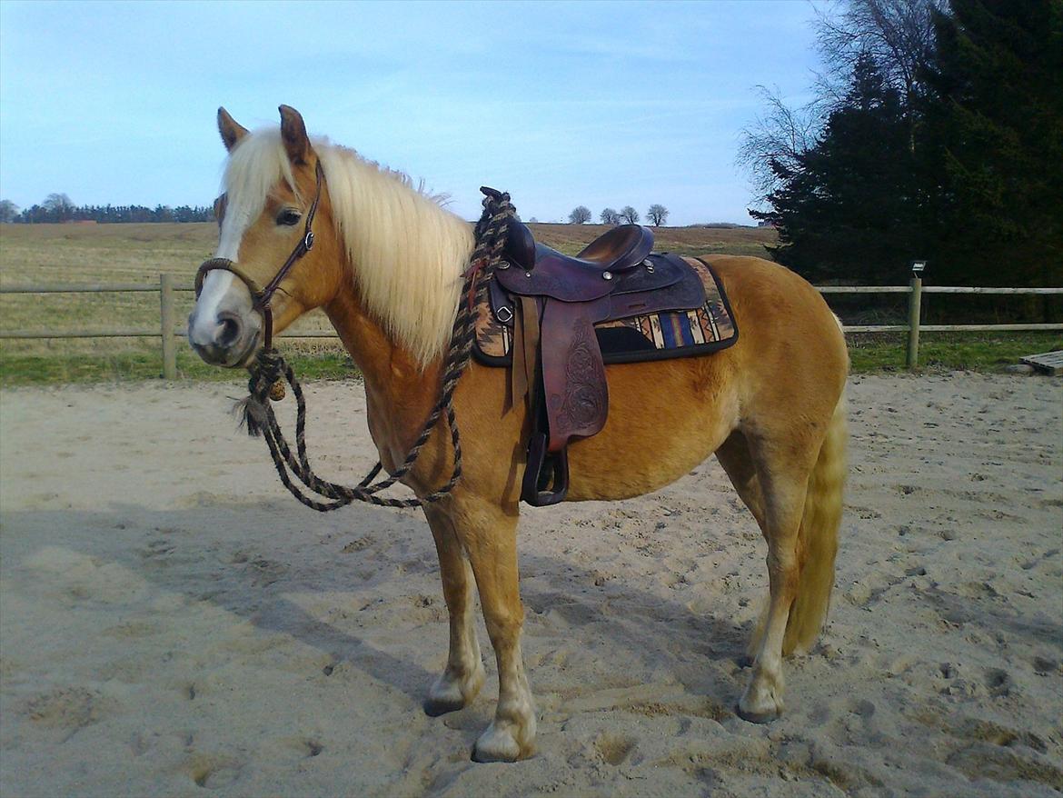 Haflinger Fjørgyn af Lærkebjerg billede 7