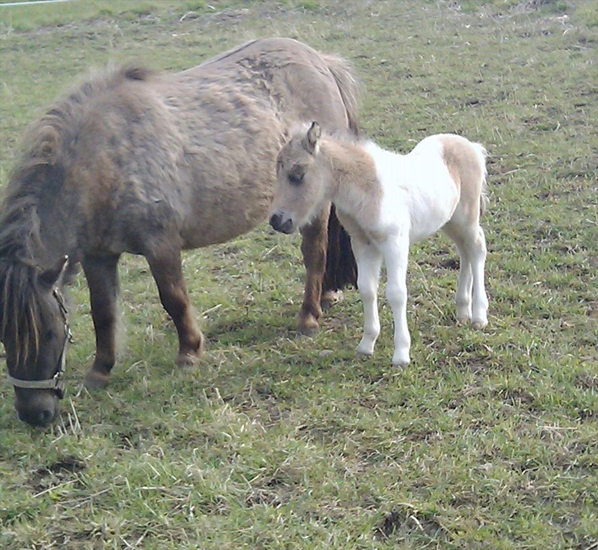 Dansk Miniature sofus de luxe. billede 3