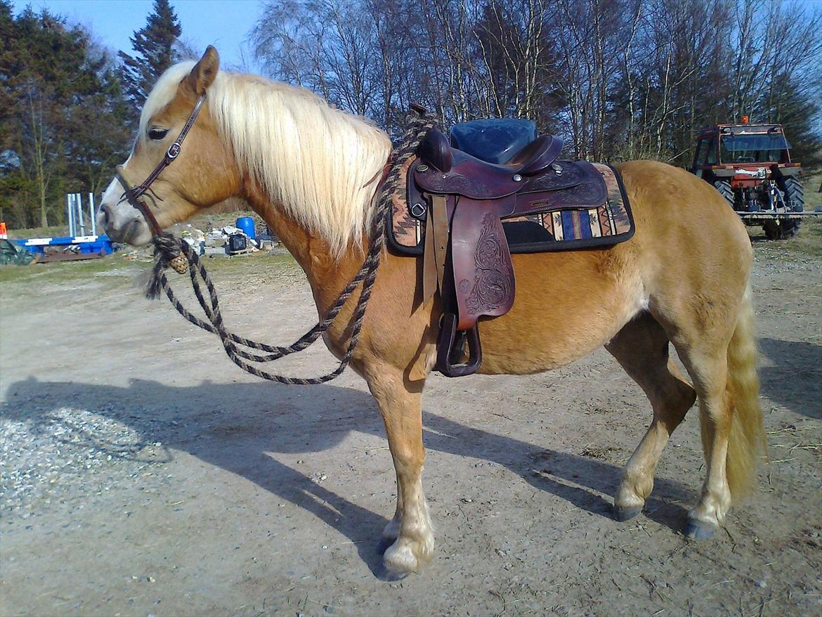 Haflinger Fjørgyn af Lærkebjerg billede 8