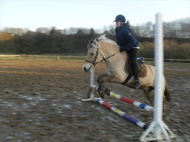 Fjordhest Fjolle - Foto:Emma
man kan se at han nyder at springe billede 17