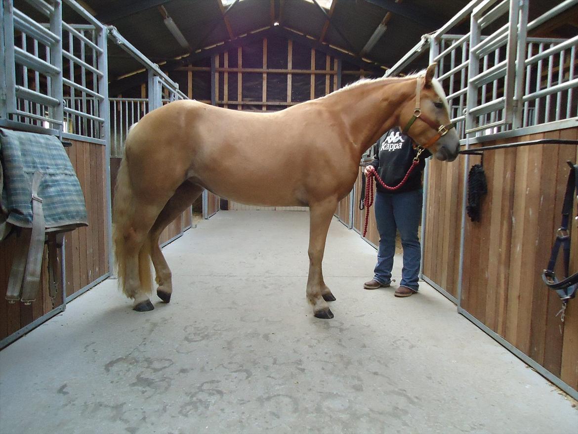 Haflinger Fjørgyn af Lærkebjerg billede 9