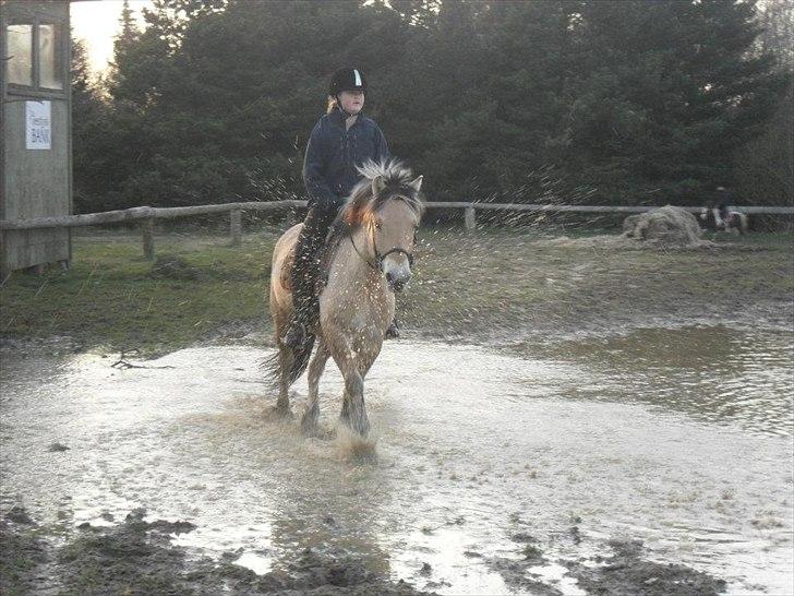 Fjordhest Fjolle - Foto:Emma
vi traver af og rider i gemmen en vand pyt og han elsker vand pytter men ikke kilen billede 10