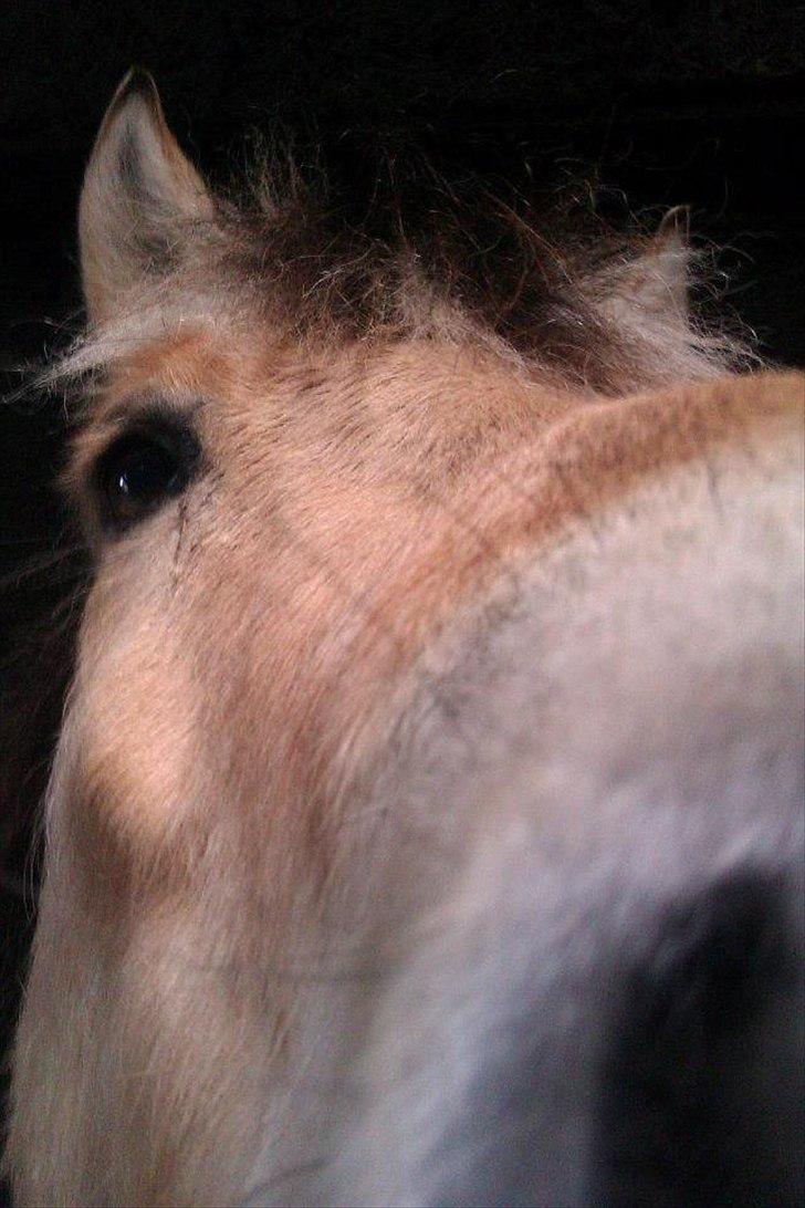 Fjordhest Fjolle - smid gerne en kommentar og en bedømmelse billede 19