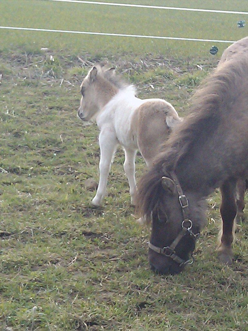 Dansk Miniature sofus de luxe. billede 5