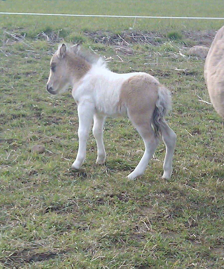 Dansk Miniature sofus de luxe. billede 6