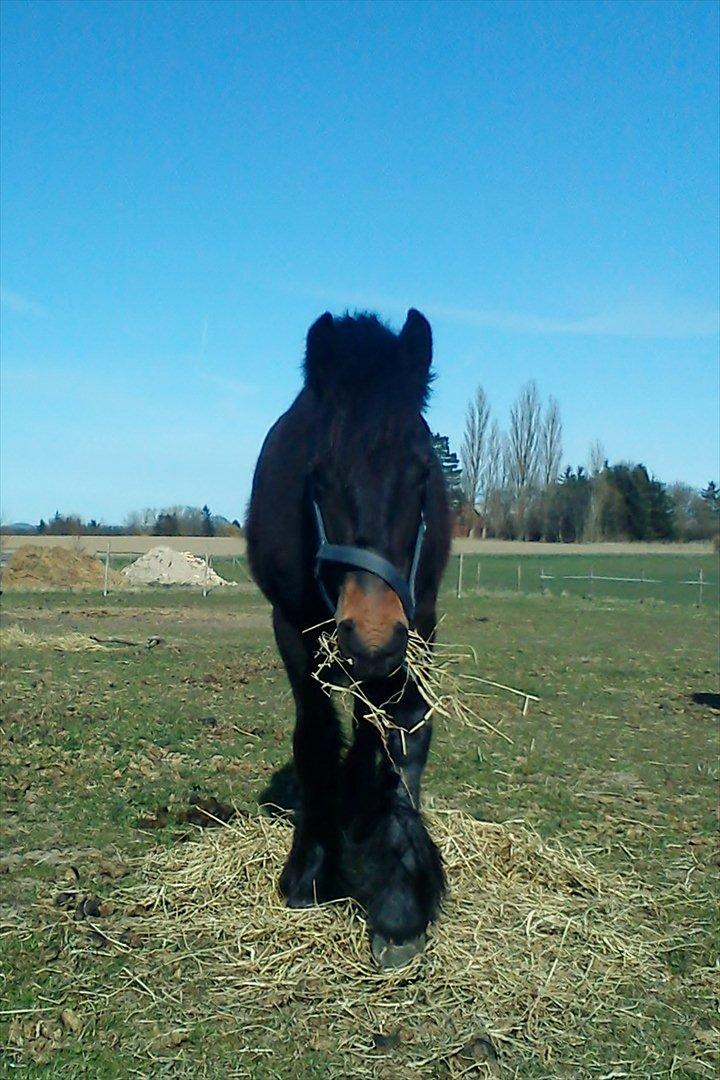 Fell pony Treasure Twist'N'Shout - Hva laver du der nede??? billede 14