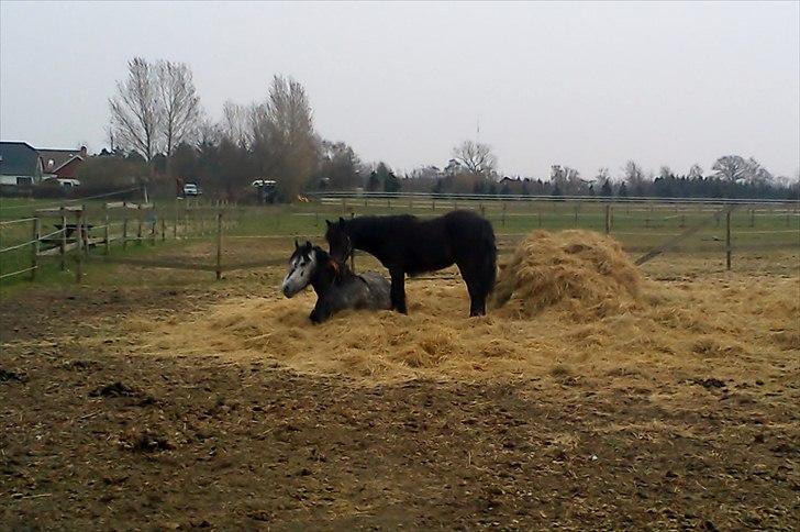 Fell pony Treasure Twist'N'Shout - Hygge med onkel Iceman.
NYT* 12/4-12 billede 15