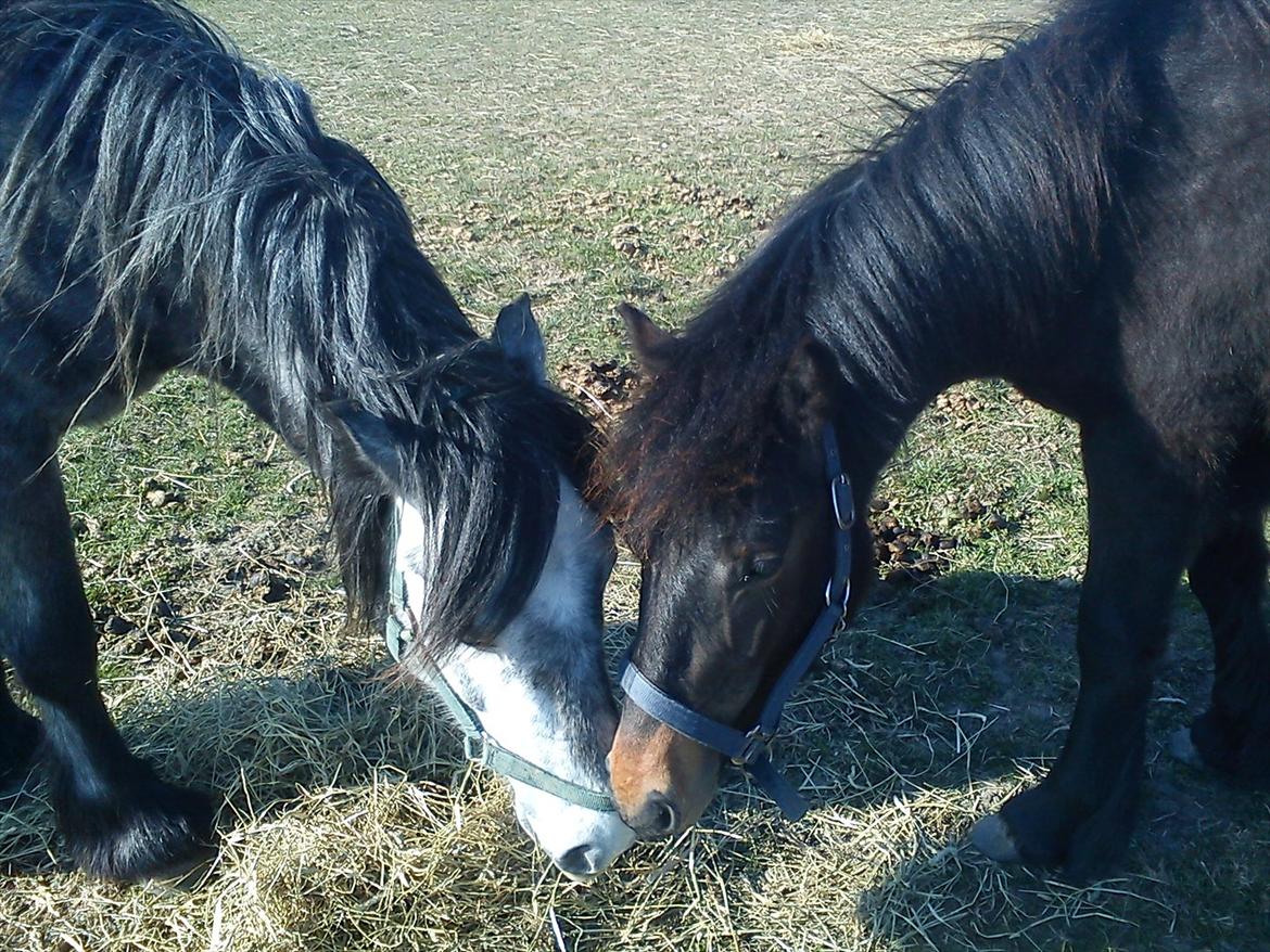 Fell pony Treasure Twist'N'Shout - NYT* 4/4-12 billede 16