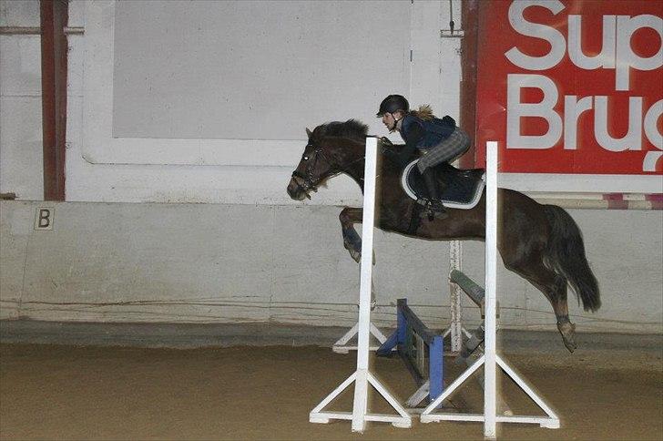 Welsh Pony af Cob-type (sec C) GOLDEN SURPRISE - Springtræning. billede 6