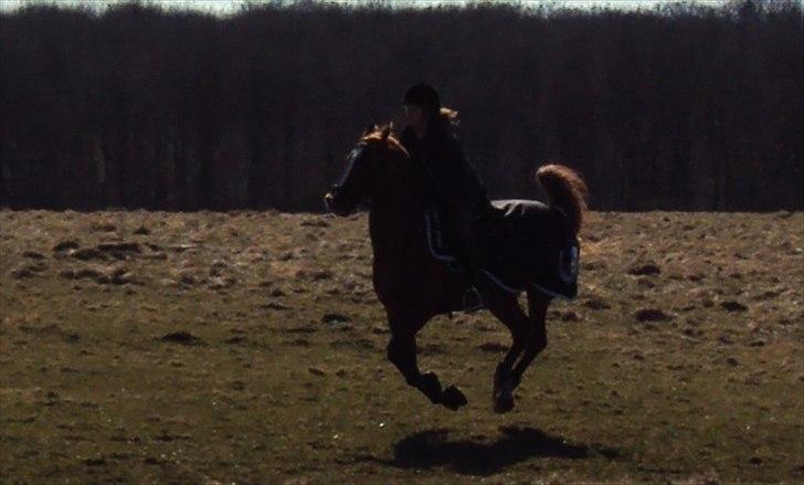 Anden særlig race Chico B-pony - April 2012
weee gallop! (dyrehaven)
- I BELIVE I CAN FLY! billede 8