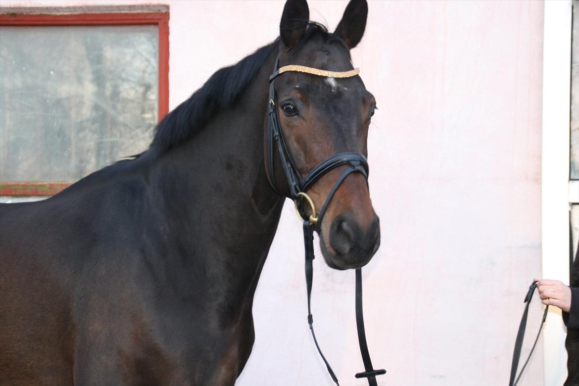 Hannoveraner Legend Crusador billede 2