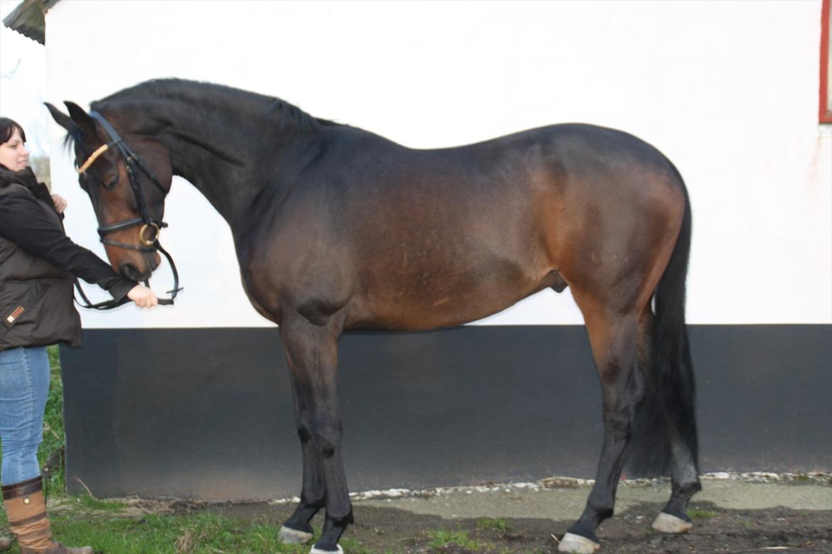 Hannoveraner Legend Crusador billede 3