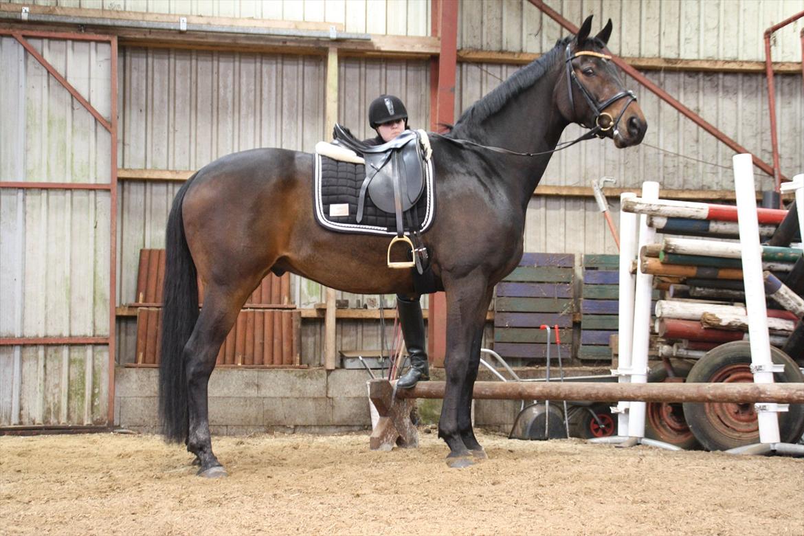 Hannoveraner Legend Crusador billede 5