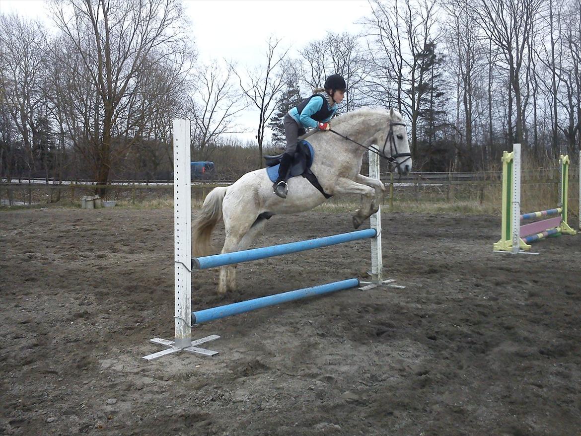 Anden særlig race Lazey Boy - Lazey springer 70 cm.
jeg ser dum ud men han er flot. billede 2