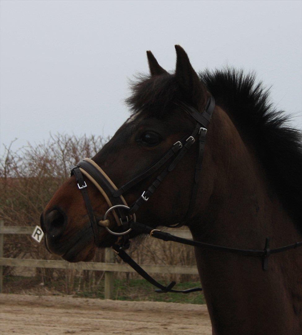 New Forest Navarana's Dion - Pony, du er så smuk <3 billede 16