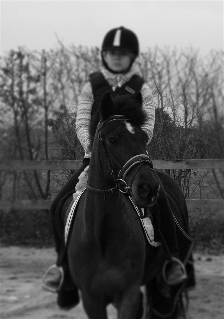 New Forest Navarana's Dion - :) billede 13