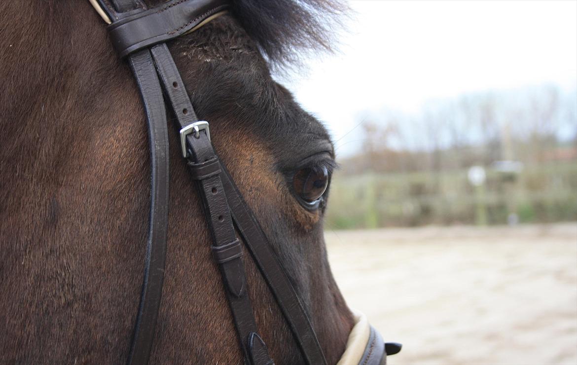 New Forest Navarana's Dion - Kigger du, kigger jeg med:-) billede 17