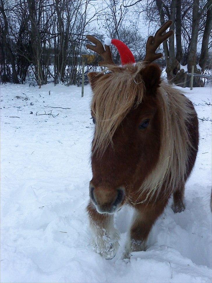Shetlænder Felix - "Mig mig Julemand! Jeg passer perfekt som dit rensdyr!" billede 7