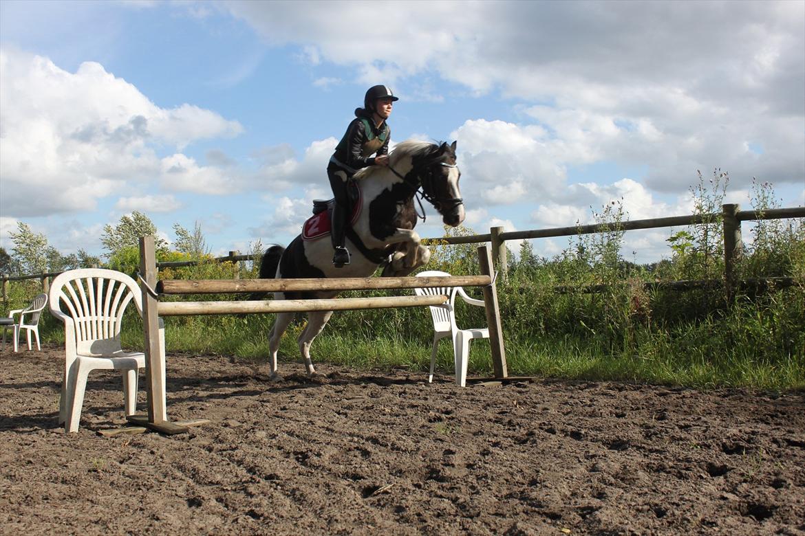 Pinto Kobjerggård's Pessoa - 1 meter og 30-40 cm bredde syntes det okay af at han ikke er spring pony<3 billede 16