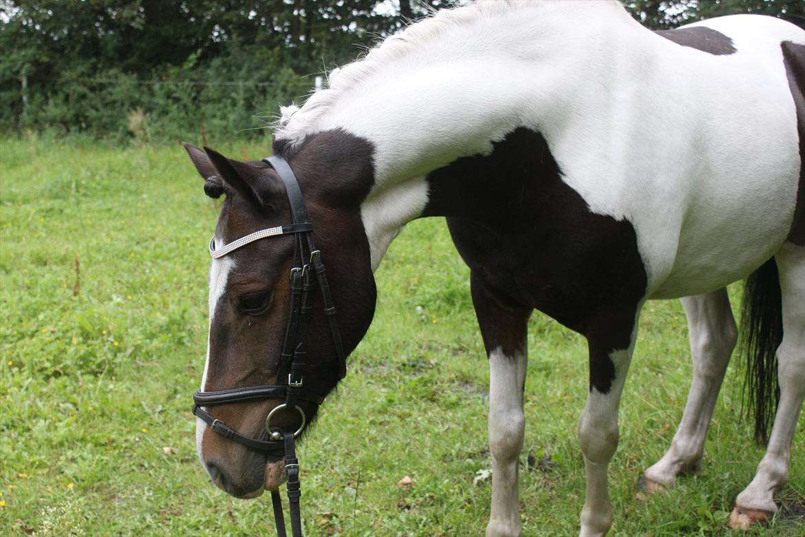 Pinto Kobjerggård's Pessoa - PESSOA THE MOST BEAUTIFUL HORSE I EVER MEET!:-* billede 10