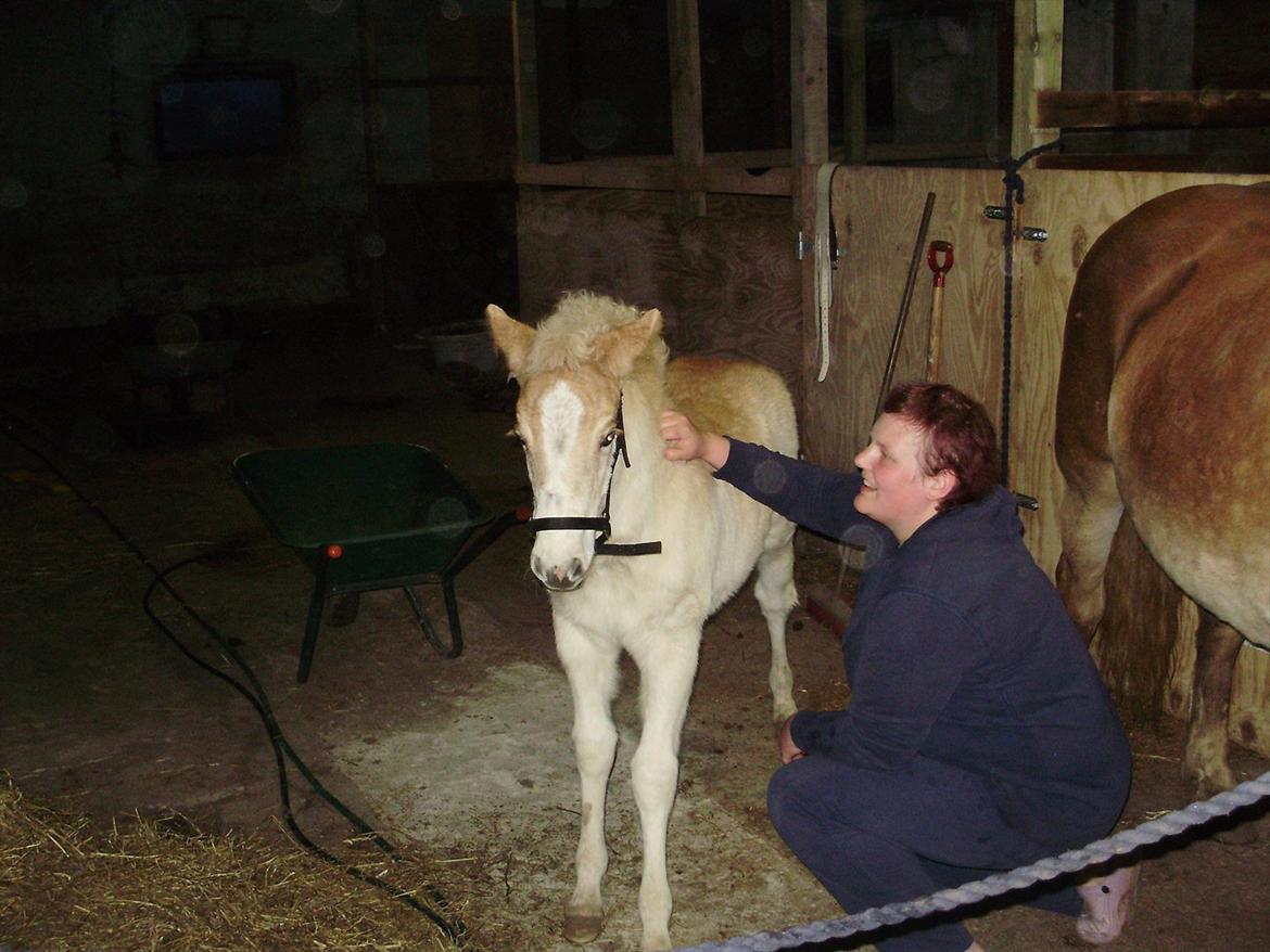 Haflinger Appell Lindegaard solgt - hygge på staldgangen:-) det nyder han... billede 8