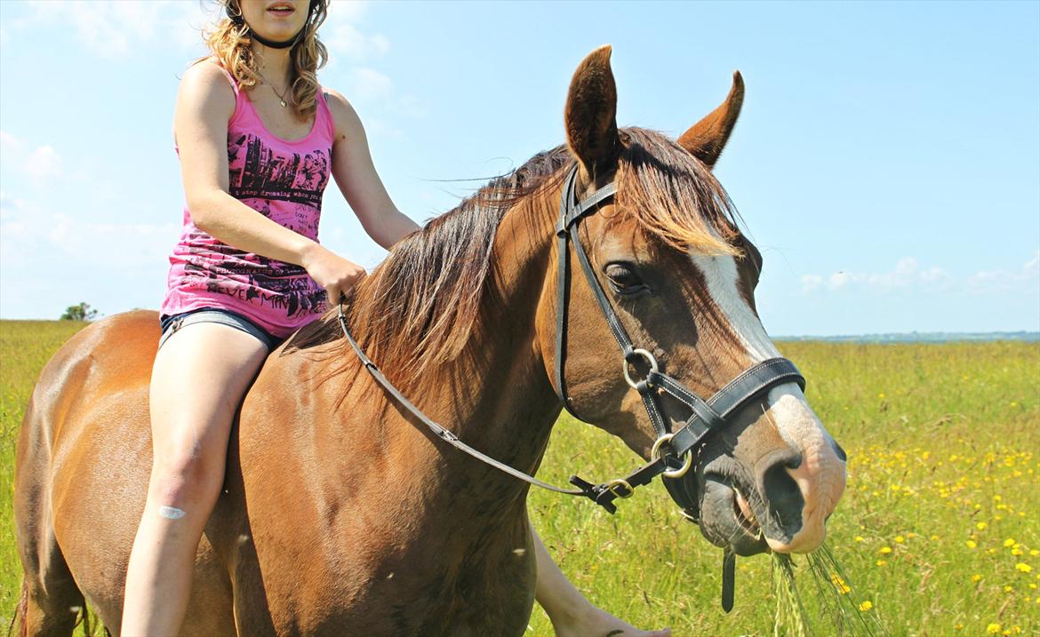 Arabisk fuldblod (OX) Skovlys Tonado billede 19