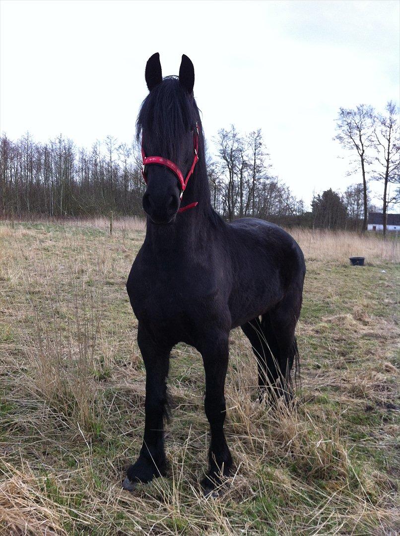 Frieser Quiny *Min baby kommer hjem igen <3 * billede 19