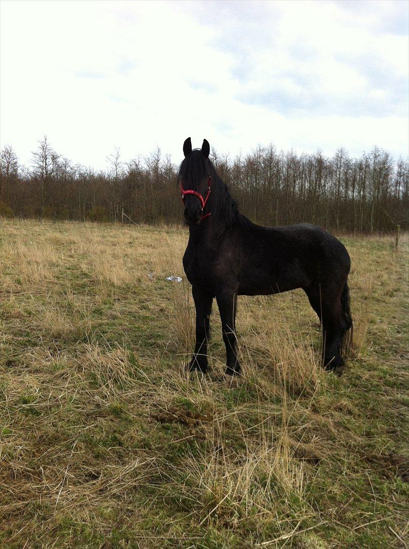 Frieser Quiny *Min baby kommer hjem igen <3 * billede 20