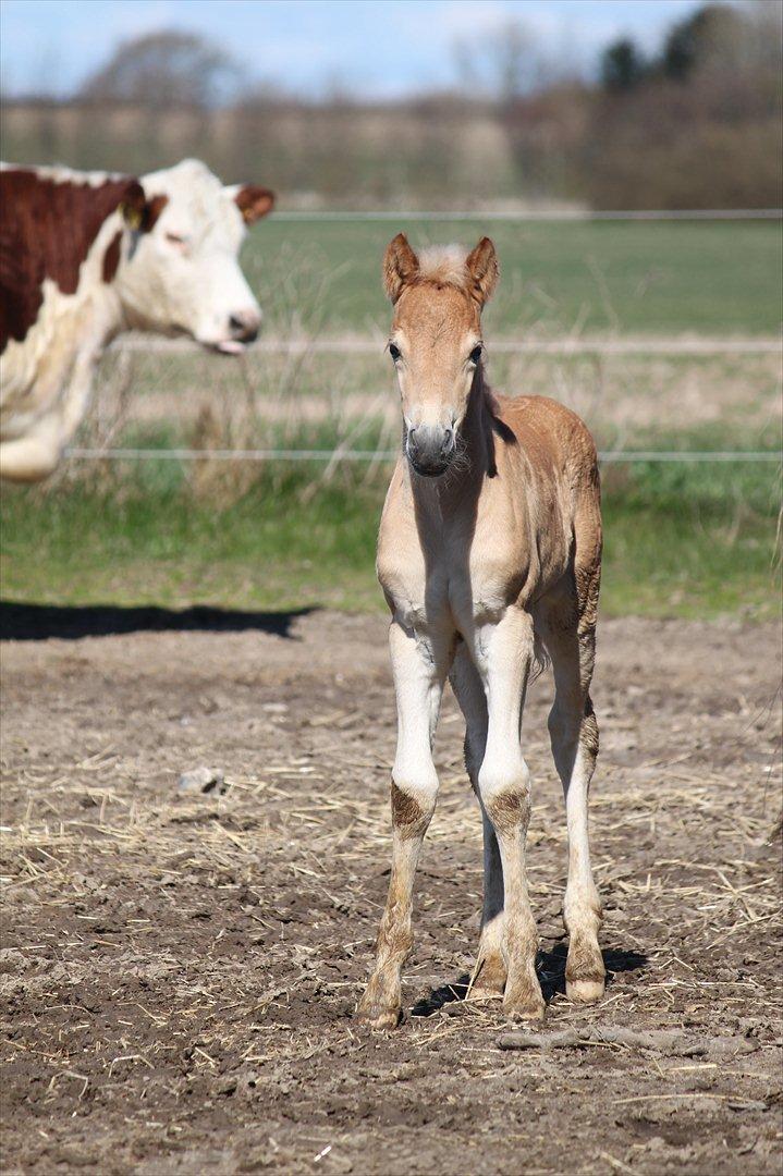 Tyroler Haflinger Winchester af Hestehaven billede 10