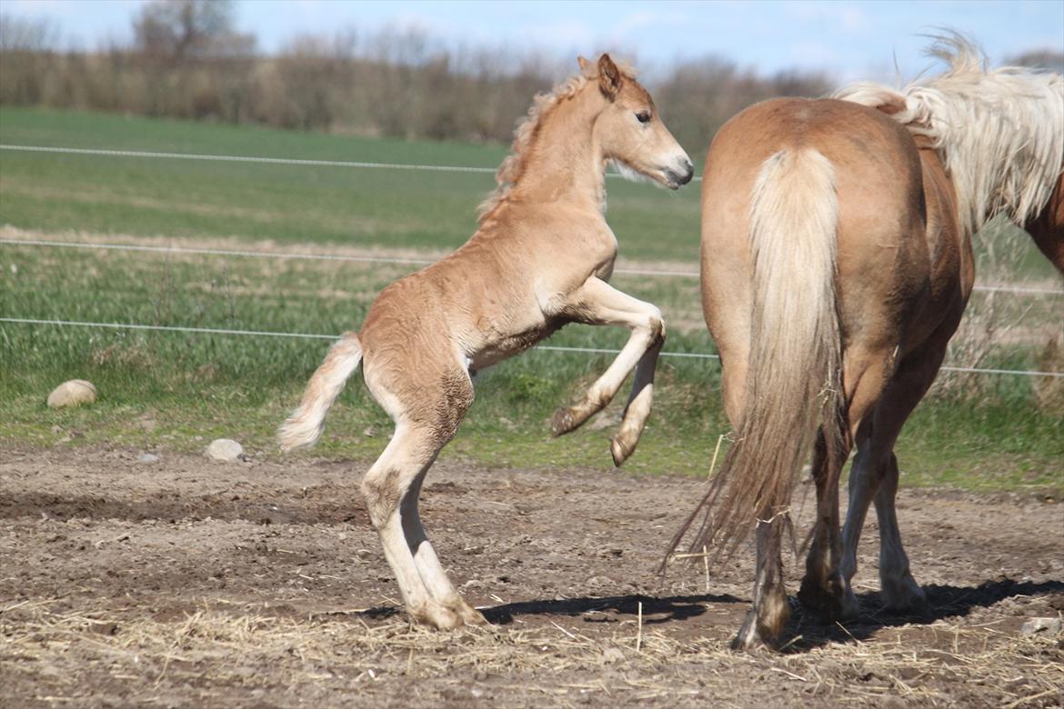 Tyroler Haflinger Winchester af Hestehaven billede 11