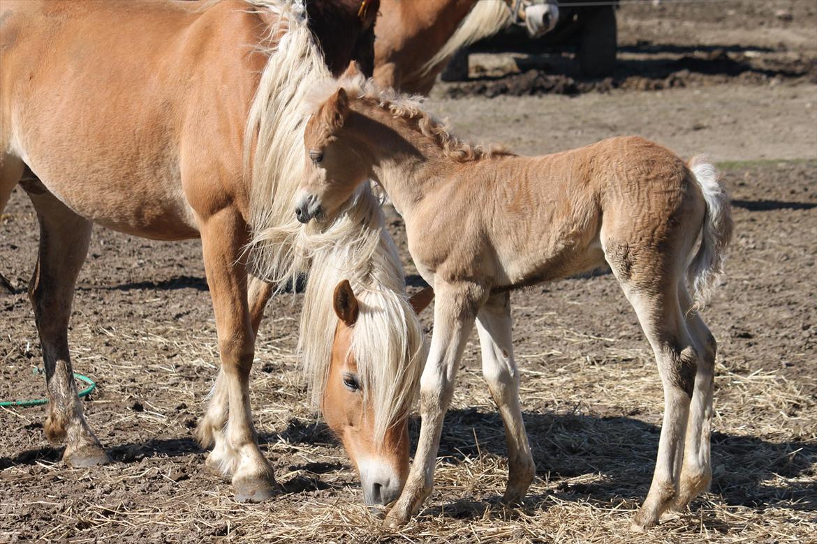 Tyroler Haflinger Winchester af Hestehaven billede 16