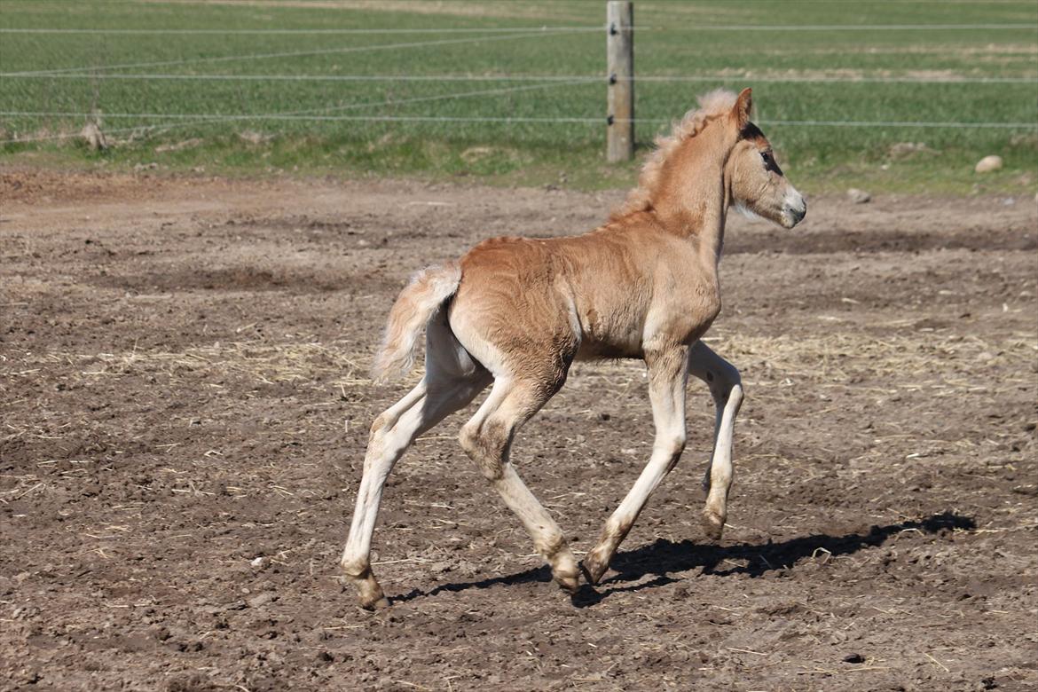 Tyroler Haflinger Winchester af Hestehaven billede 19