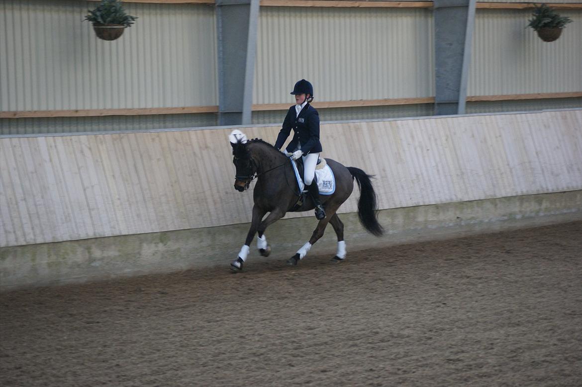 DSP Moonjam´s Mr. Sunshine billede 18