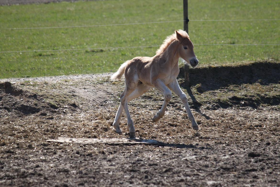 Tyroler Haflinger Winchester af Hestehaven billede 14