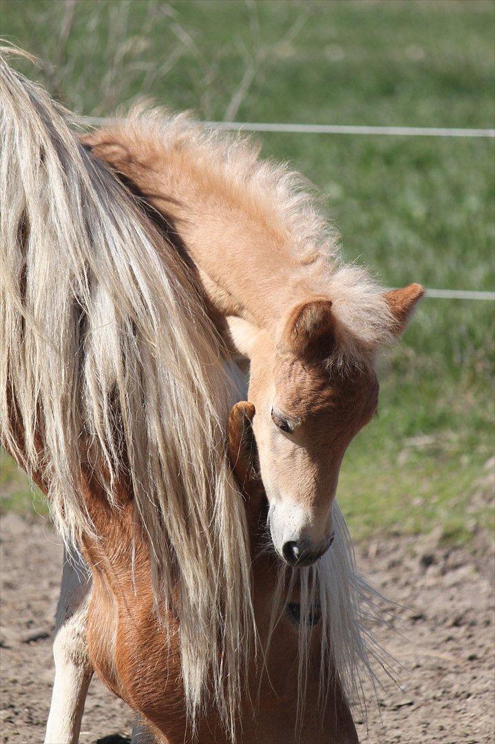 Tyroler Haflinger Winchester af Hestehaven billede 15