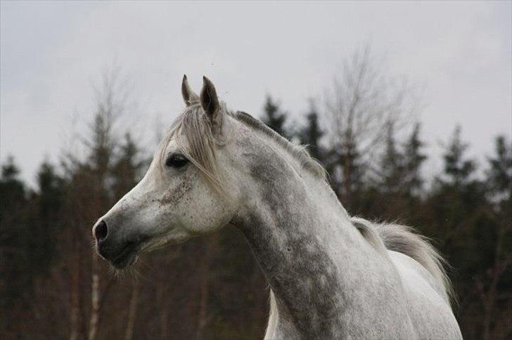 Arabisk fuldblod (OX) Shaklan Ibn Saskatoon - 19/4. Foto: Mia Grønning. billede 16