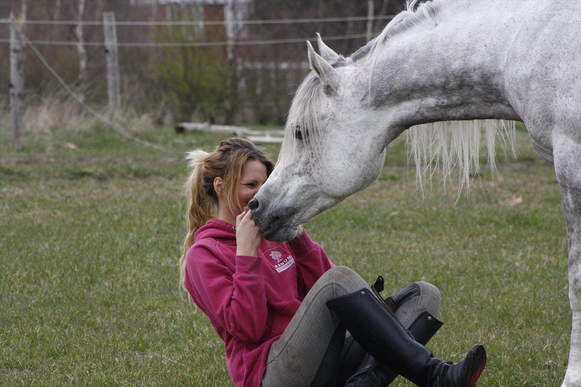 Arabisk fuldblod (OX) Shaklan Ibn Saskatoon - A pony is a childhood dream. A horse is an adulthood treasure. Foto: Mia Grønning. billede 17