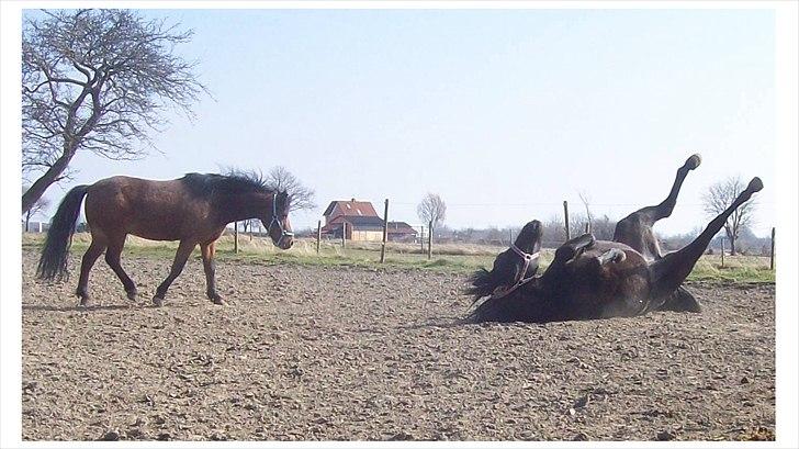 Anden særlig race Briza - Briza ruller sig, noget nyt i hendes dagligdag. April 2012 billede 14