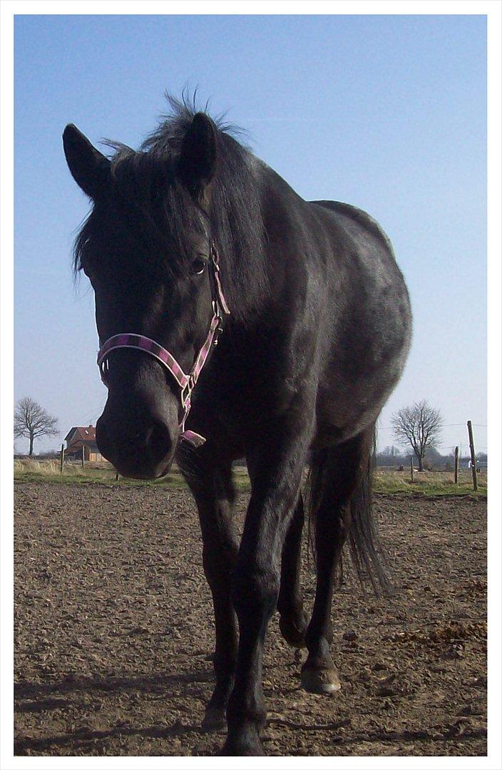 Anden særlig race Briza - April 2012. Hej Briza. Hèr er jeg igang med brændenælder med Briza som tilskuer. billede 15