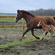 Dansk Varmblod Solkærs Prins Boney
