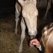 Fjordhest Laybourns Red Sahara
