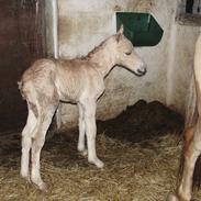 Fjordhest Laybourns Red Sahara