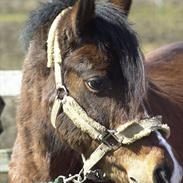 Welsh Pony af Cob-type (sec C) Volmer