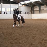 Welsh Pony (sec B) Bjerregårds Mekado