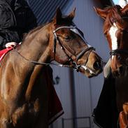 Holstener Contino 50