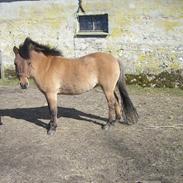 Anden særlig race Mona Lisa