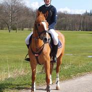 New Forest Lillehøjs Milia