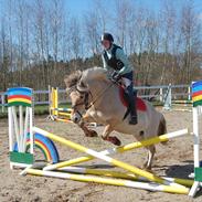 Fjordhest Nørgaards Trunte