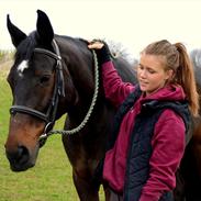 Dansk Varmblod Tembell | part