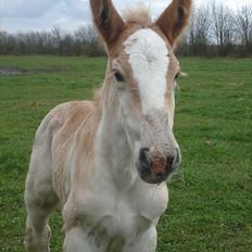 Jyde Alfred Af Veerst RIP